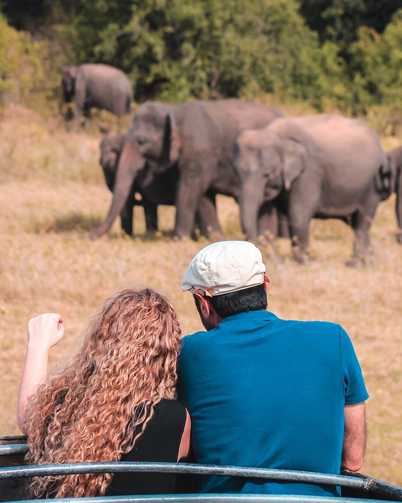 Five Reasons Why You Should Safari in Sri Lanka