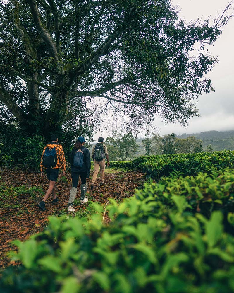 Best Hikes in Sri Lanka