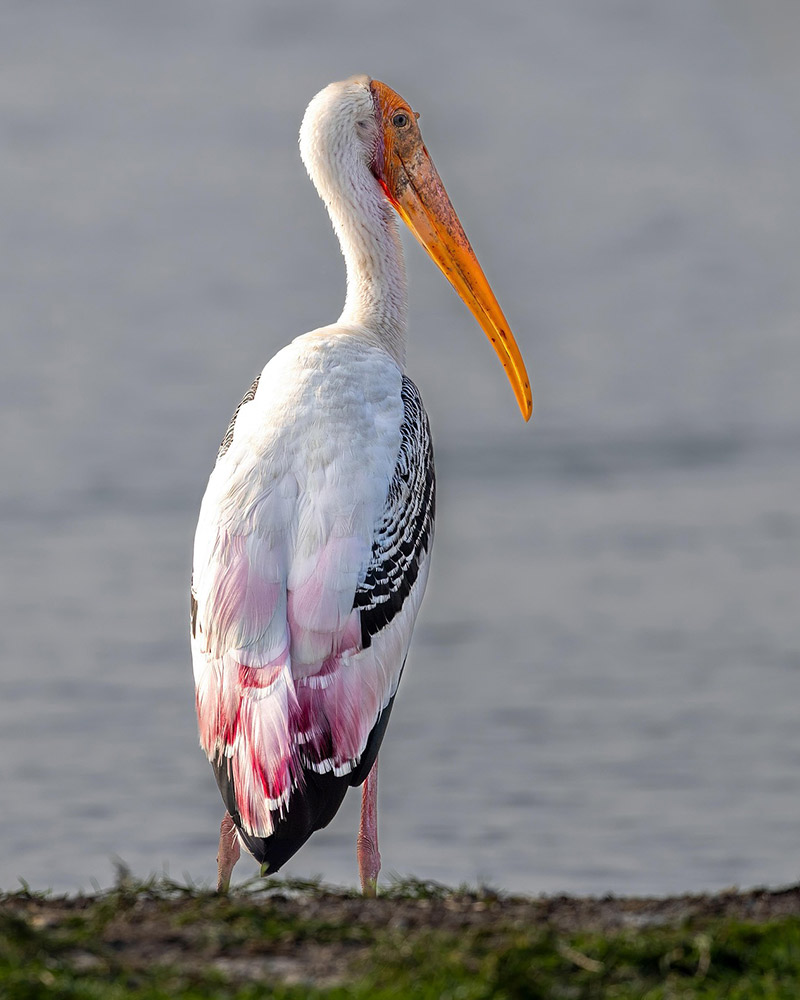 Birding in Sri Lanka | The Bundala Edition
