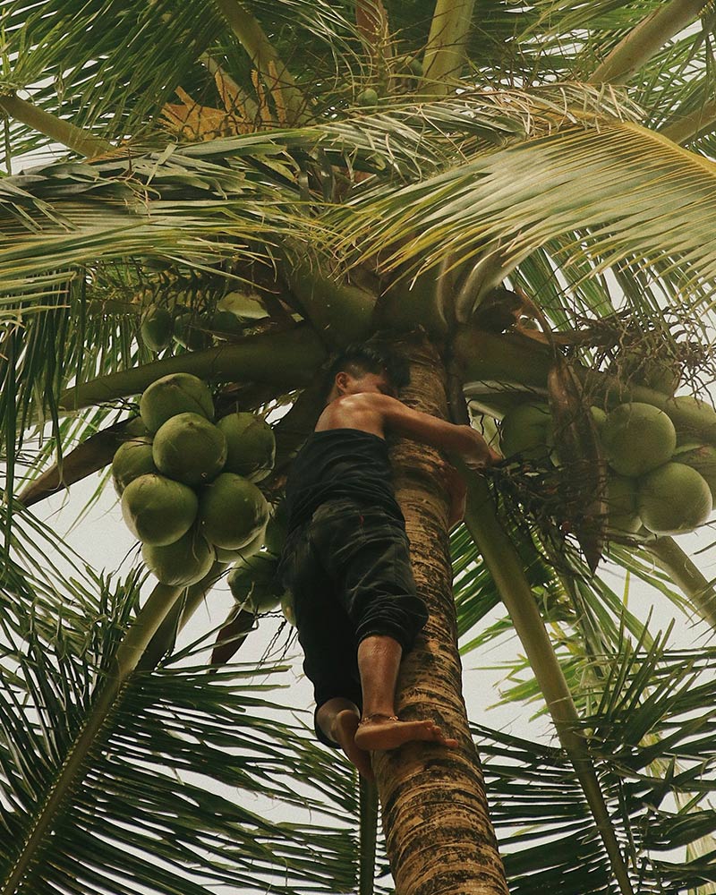 The Tree of Life | The Coconut Tree