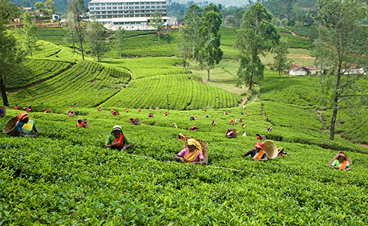 Ceylon Tea