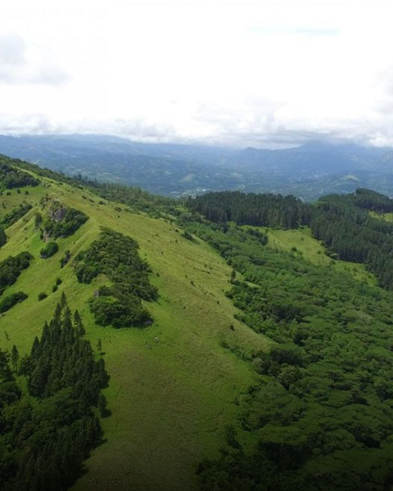 Hantana