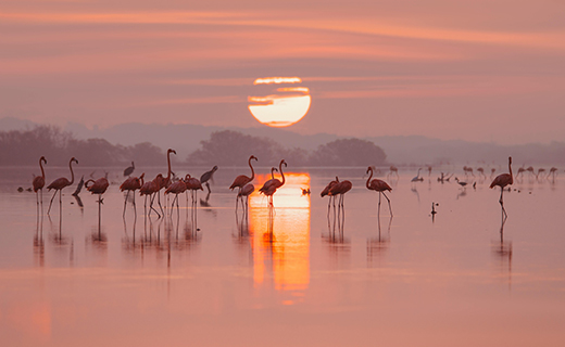 Salt & Lagoon Life