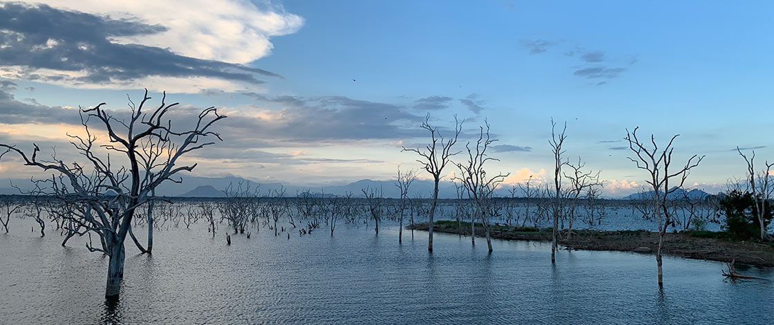 The Untamed Deep South