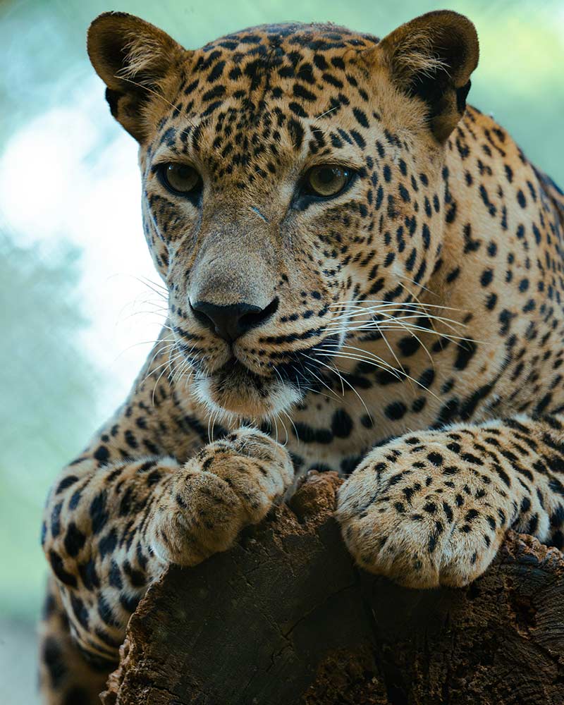 Wilpattu